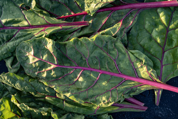 leafy green chard homegrown vegetable