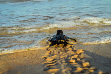 turtle entering the sea