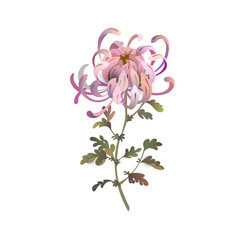 Chrysanthemum flower. Floral design. Pink chrysanthemum illustration