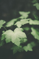 Moody view of leaves in a redwood forest