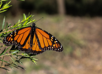Fototapeta na wymiar Butterfly resting on branch