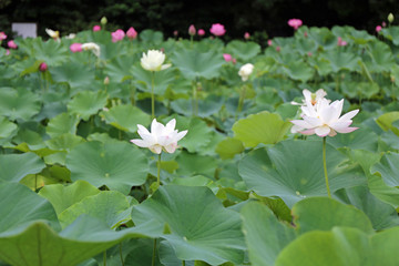 ７月のハスの花