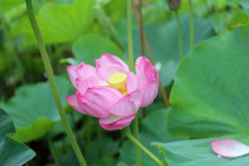 Fototapeta premium ７月のハスの花