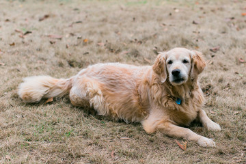 Golden Retriever Dog