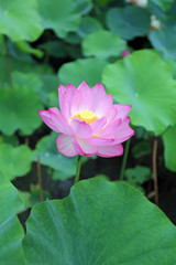 ７月のハスの花