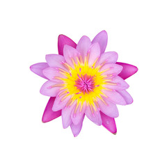 Pink water lily isolated on white background with clipping path
