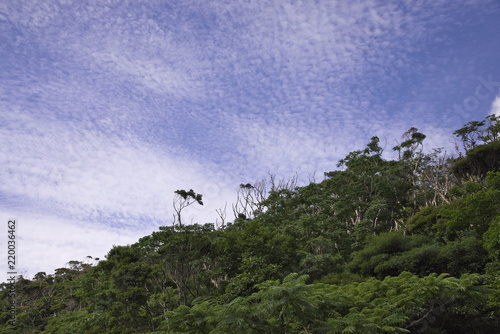 Okinawa Landscape Yanbaru Forest Stock Photo And Royalty - 