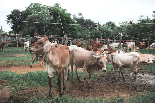 Closeup image of an asian cows in a farmland