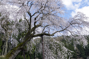 赤和観音のしだれ桜