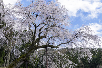 赤和観音のしだれ桜