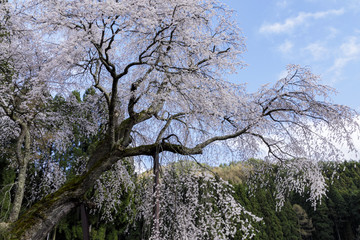 赤和観音のしだれ桜