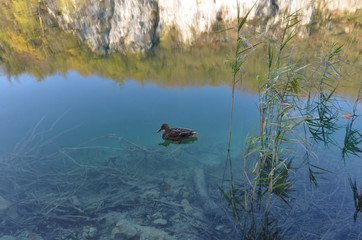 Fototapeta premium A duck swimming on one of the emerald lake at the Plitvice Lakes National Park. The beauty of the National Park lies in its sixteen lakes, inter-connected by a series of waterfalls, walkway & pond.