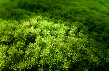 green leave background of natural concept in sun light