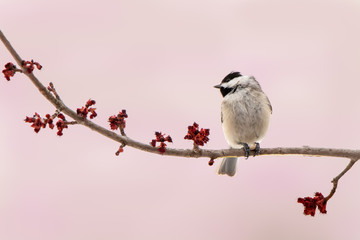 Carolina Chickadee on a Branch of Spring Flowers