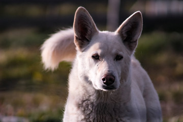 Naklejka premium Animales