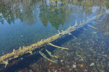 Crystal clear water full of wild life at Plitvice Lakes National Park.