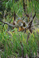 Squirrel Monkey in Tree