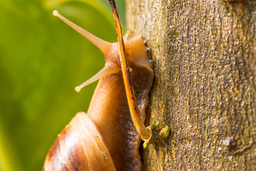 Close up Snail with green nature.