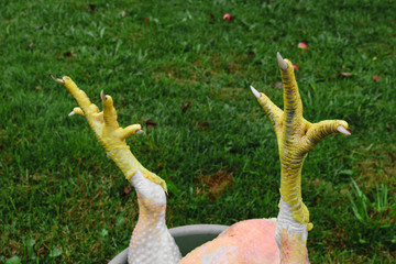 Abstract composition of yellow chicken claws in front of the green grass background