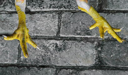 Abstract composition of yellow chicken claws in front of the grey bricks background