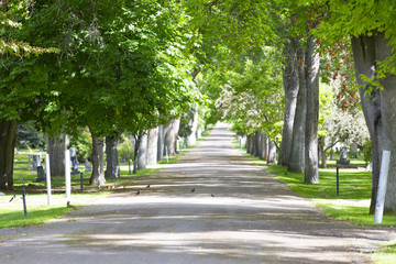 Road with trees on each side
