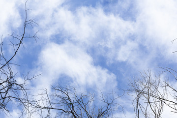 Nature background with tree branches and room for copy space