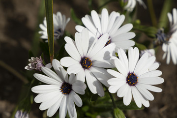 Fototapeta premium African Daisy in nature flowers