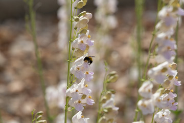 Bumble bee pollinating flowers