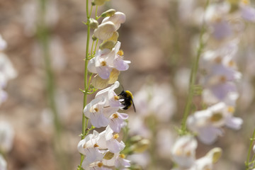 Bumble bee pollinating flowers