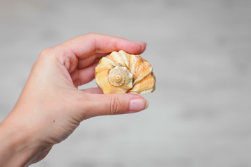 Beautiful shell in her hand. geometric shape of shells