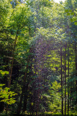 Fototapeta premium Hocking Hills