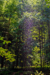 Obraz premium Hocking Hills