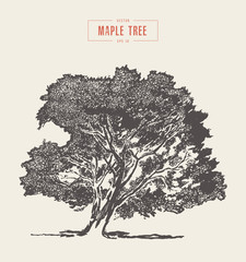 High detail vintage maple tree, hand drawn, vector - obrazy, fototapety, plakaty