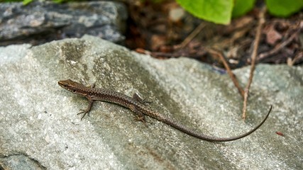Lizard sitting on brown stone enjoying morning sun.