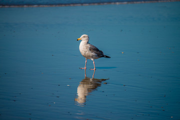 Seagull