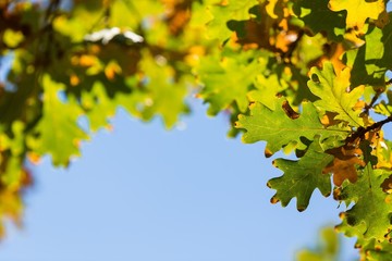 Autumn Oak Leaves on the Branches and Blue Sky on Background