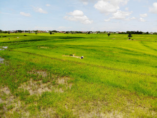 Naklejka premium Aerial View of Farm and Field, at Siem Reap, Cambodia