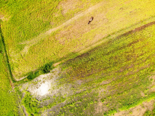 Aerial View of Farm and Field, at Siem Reap, Cambodia