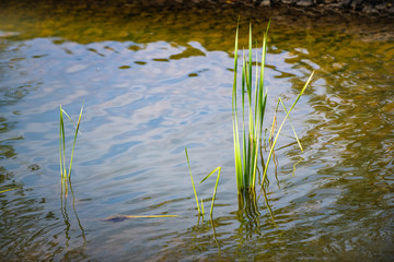 Beautiful city park in South Butovo. Moscow. Russia