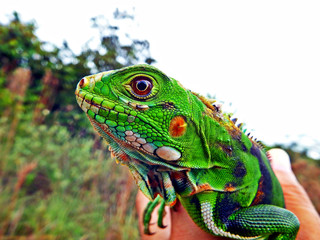 Green Iguana