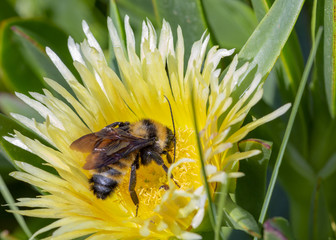 Bumble Bee