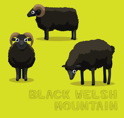Sheep Black Welsh Mountain Cartoon Vector Illustration