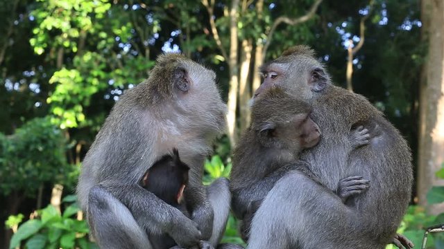 Monkey family in Ubud, island Bali, Indonesia. Close up