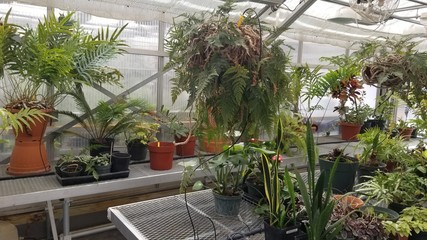 Greenhouse Ferns