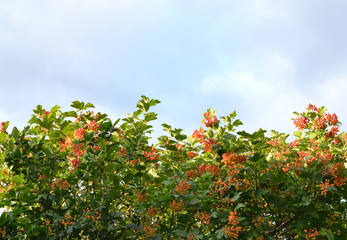 A snowball tree on a background cloudy sky. Background.
Bunches of orange berries in green foliage. The sky is covered with light white clouds.