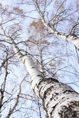 Fototapeta premium Autum Tree