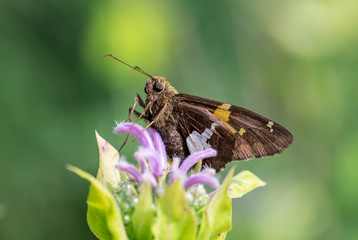 butterfly moth on flower macro