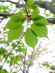 葉桜