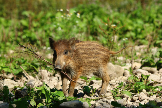Wildschwein - Frischling
