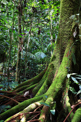 Trees in the rainforest 